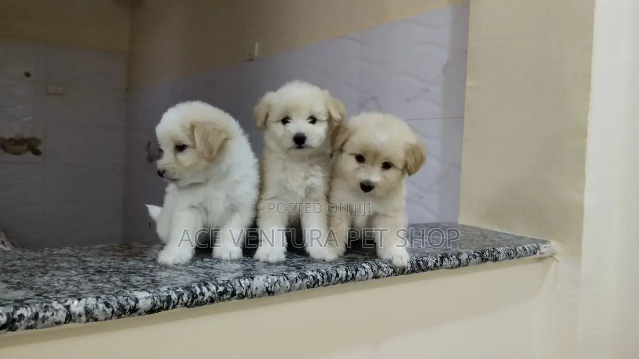 1-3 months Male Purebred Maltese