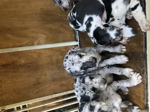 Photo - 1-3 months Male Purebred Great Dane