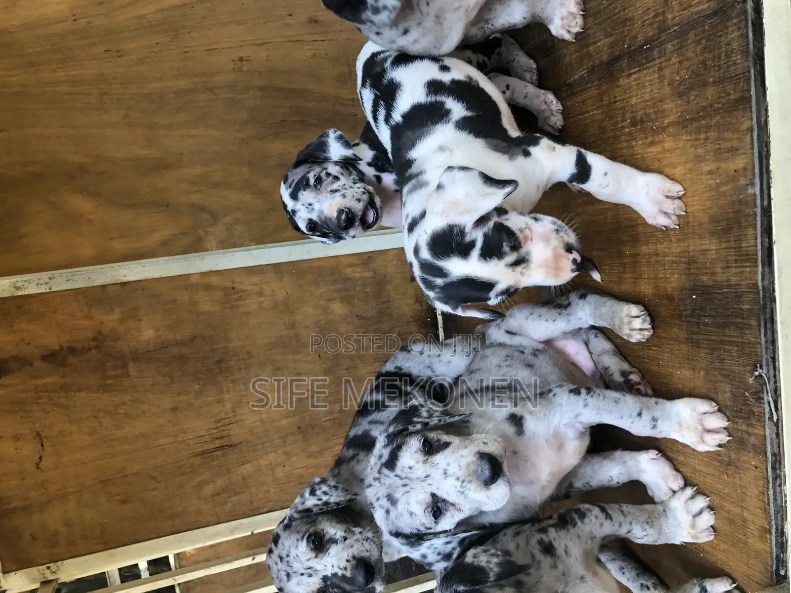 1-3 months Male Purebred Great Dane