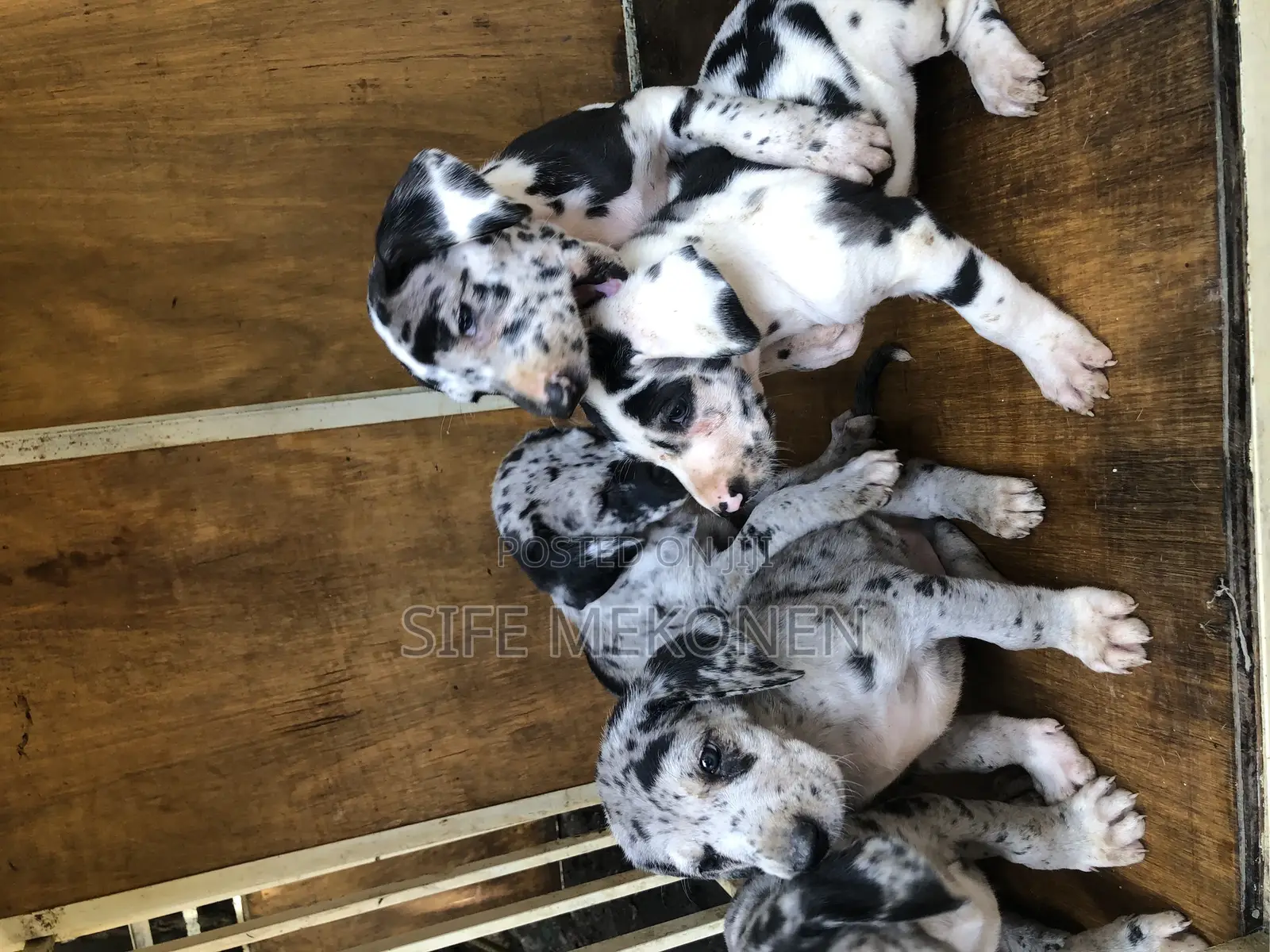 1-3 months Male Purebred Great Dane