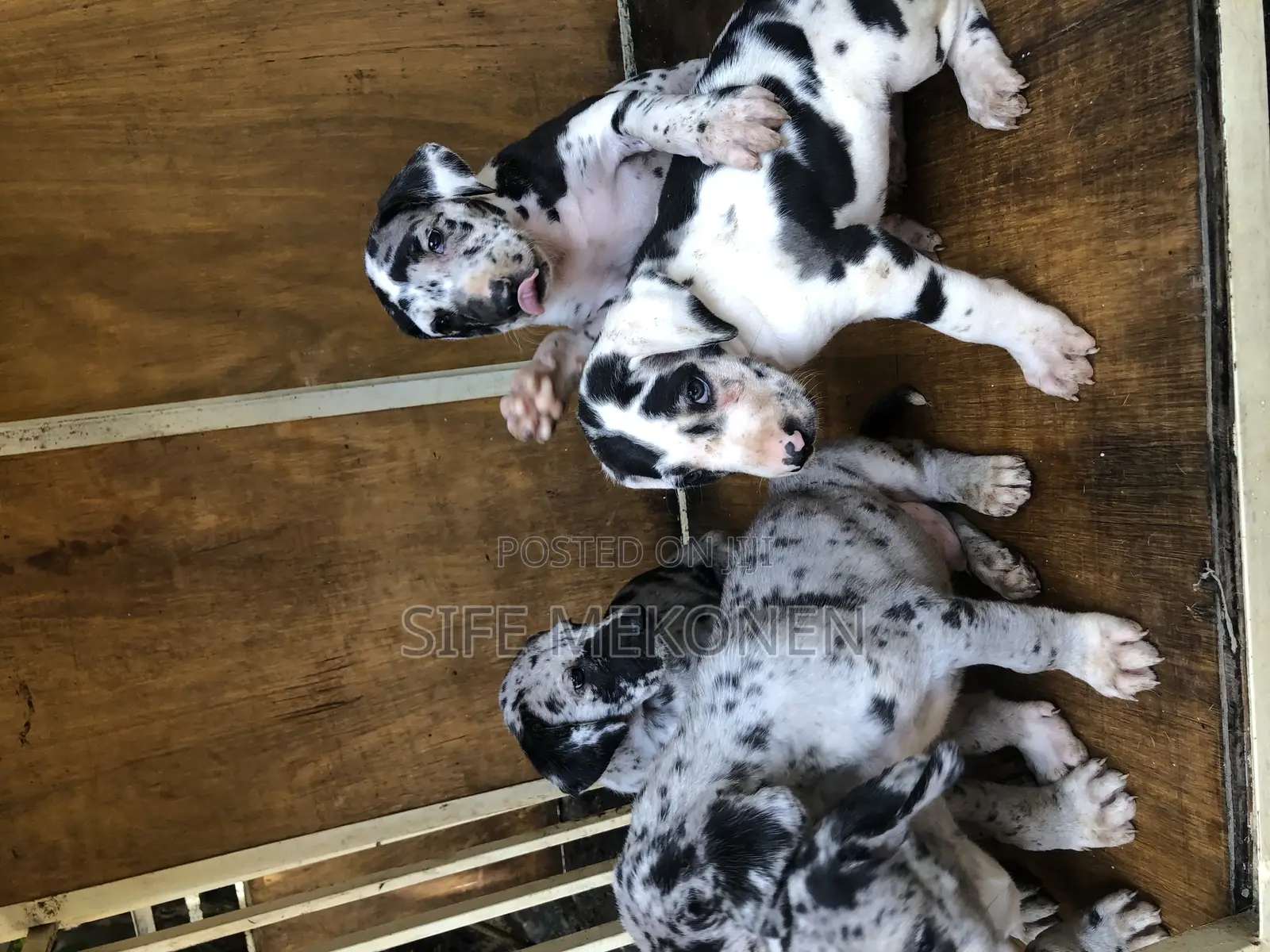 1-3 months Male Purebred Great Dane