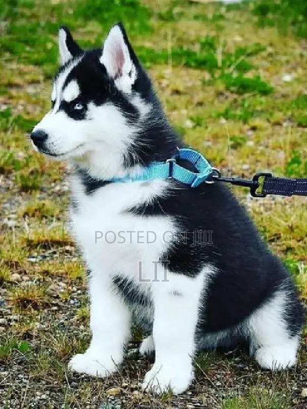 1-3 months Male Purebred Siberian Husky