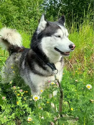 1-3 months Male Purebred Siberian Husky