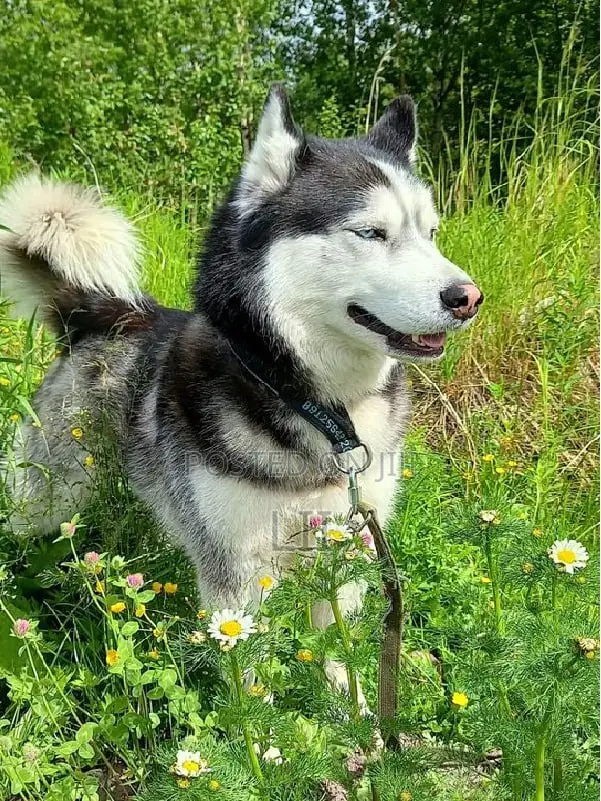 1-3 months Male Purebred Siberian Husky