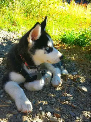 Photo - 1-3 months Male Purebred Siberian Husky