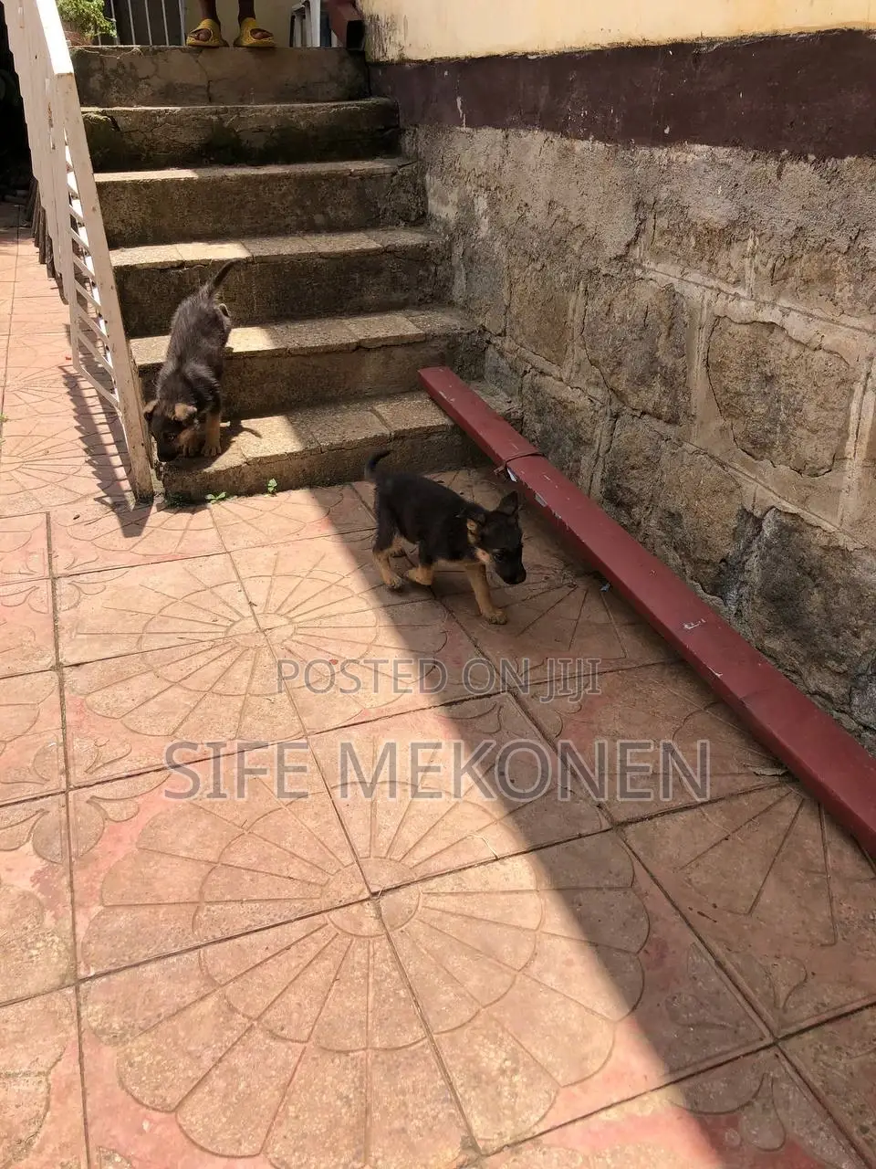 1-3 months Male Purebred German Shepherd