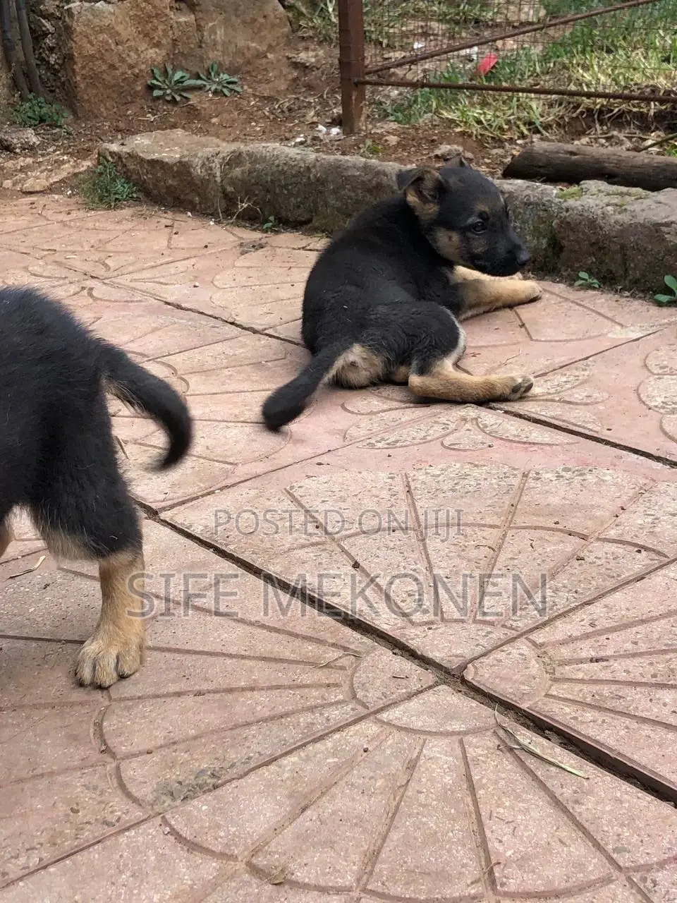 1-3 months Male Purebred German Shepherd