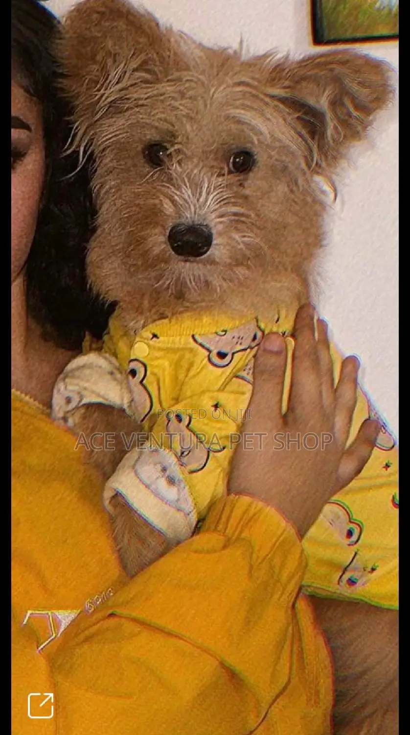 1-3 months Male Purebred Maltese