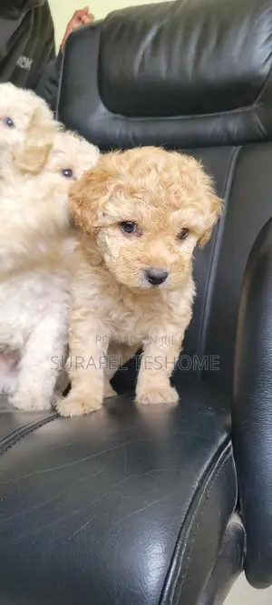 1-3 months Male Purebred Maltese