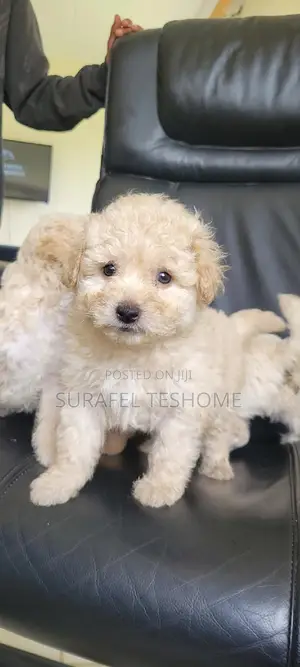 1-3 months Male Purebred Maltese