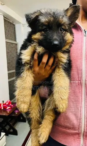Photo - 1-3 months Male Purebred German Shepherd