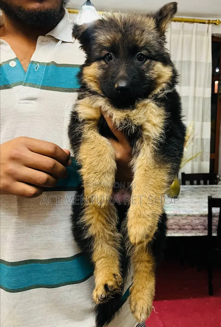 1-3 months Male Purebred German Shepherd