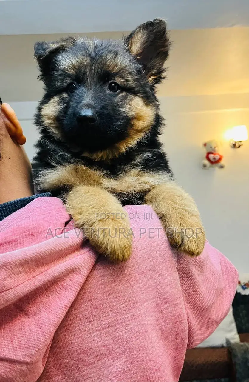 1-3 months Male Purebred German Shepherd