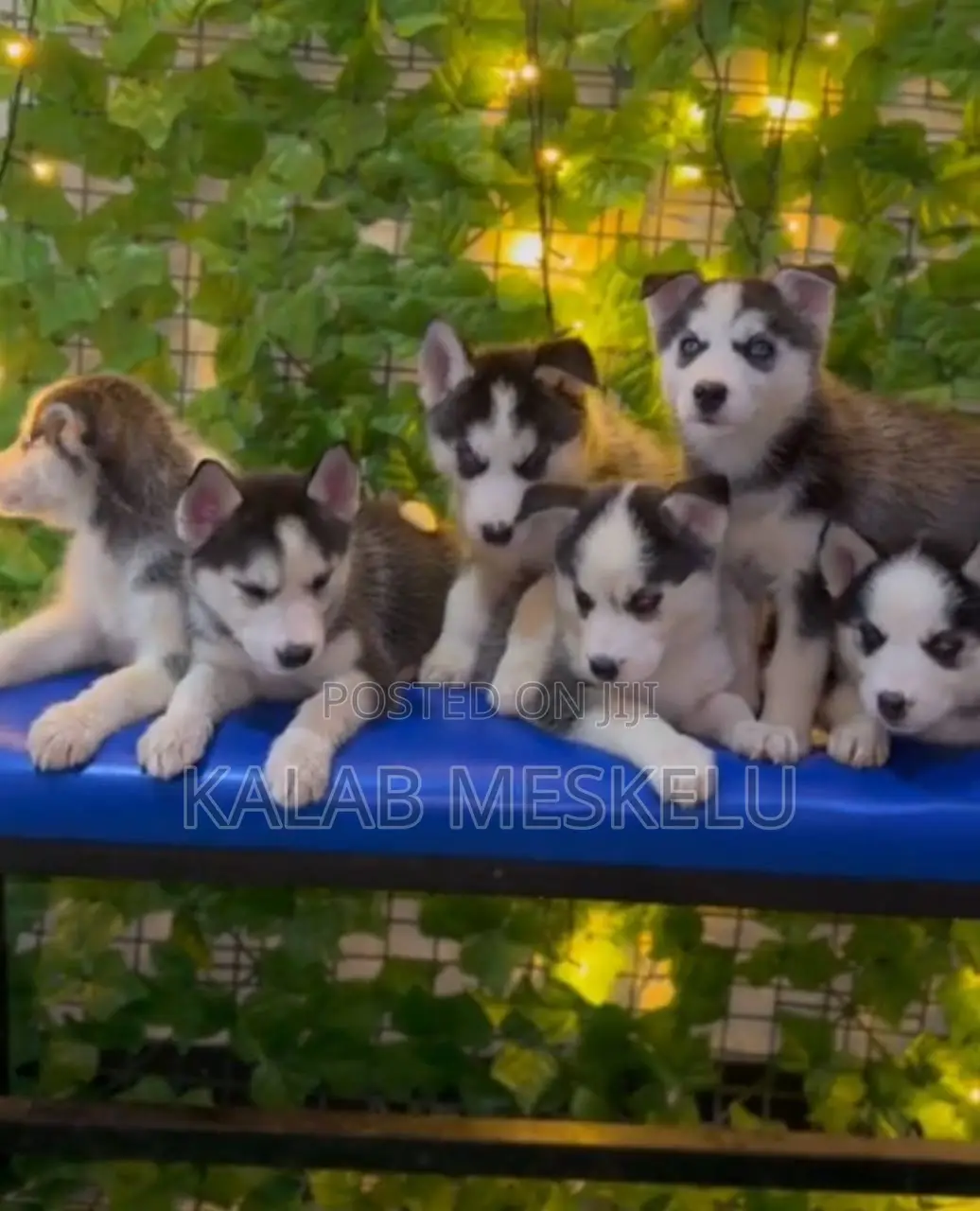 1-3 months Male Purebred Siberian Husky