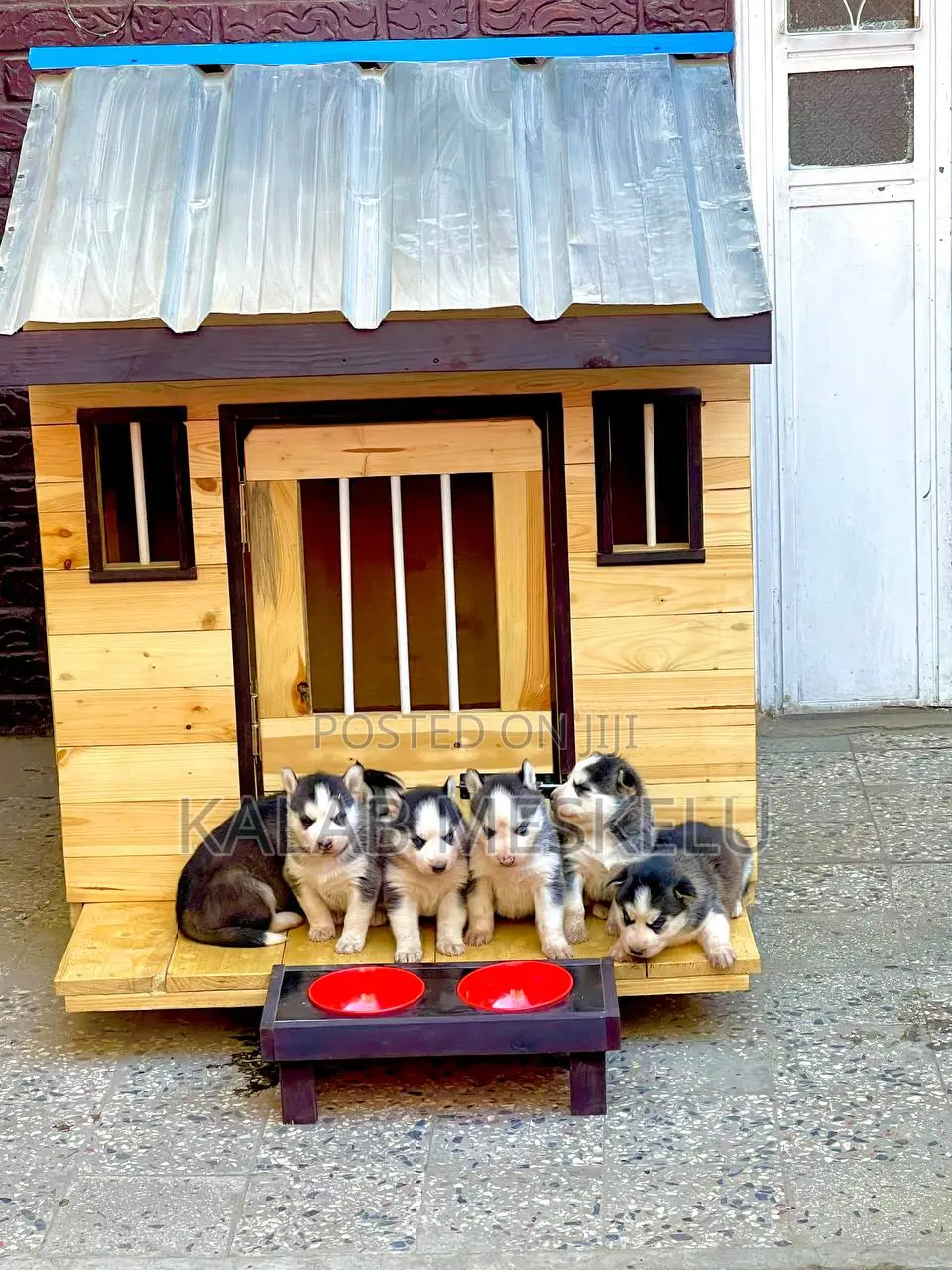 1-3 months Male Purebred Siberian Husky