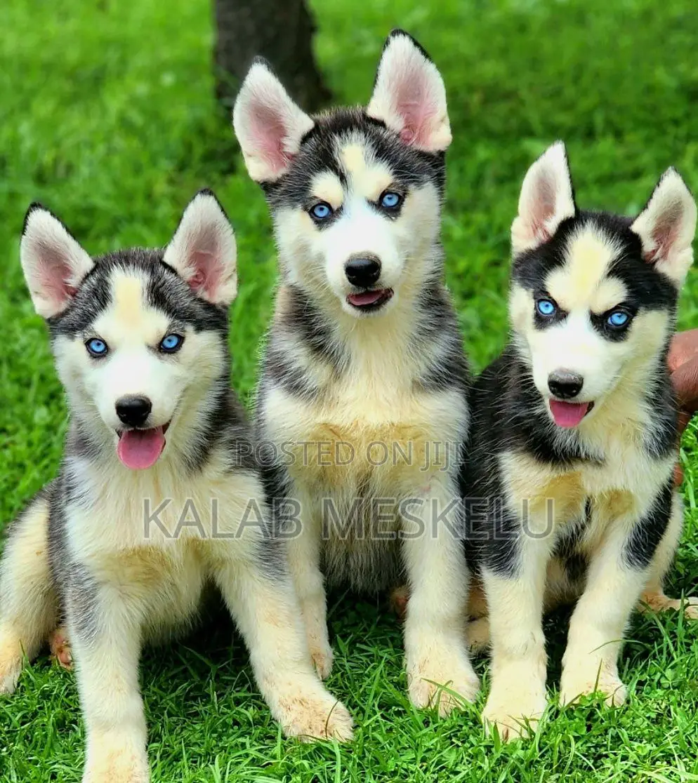 1-3 months Male Purebred Siberian Husky