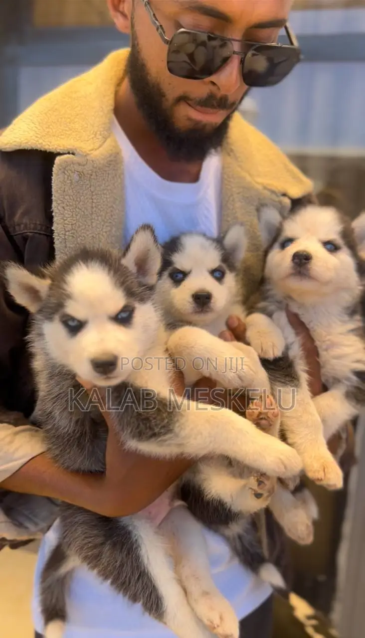 1-3 months Male Purebred Siberian Husky