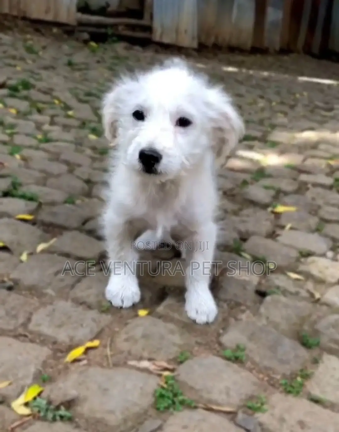 1-3 months Male Purebred Maltese