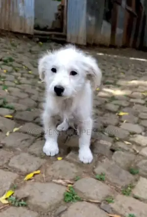 1-3 months Male Purebred Maltese