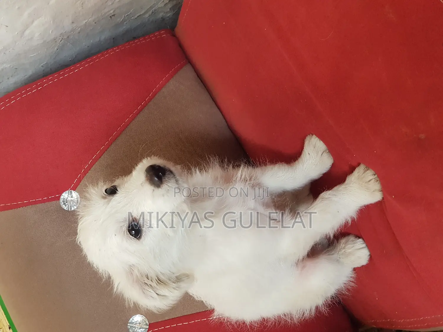 3-6 months Male Purebred Maltese