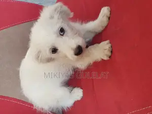 3-6 months Male Purebred Maltese