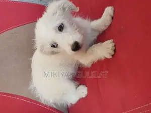 3-6 months Male Purebred Maltese