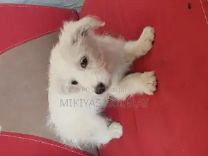 3-6 months Male Purebred Maltese