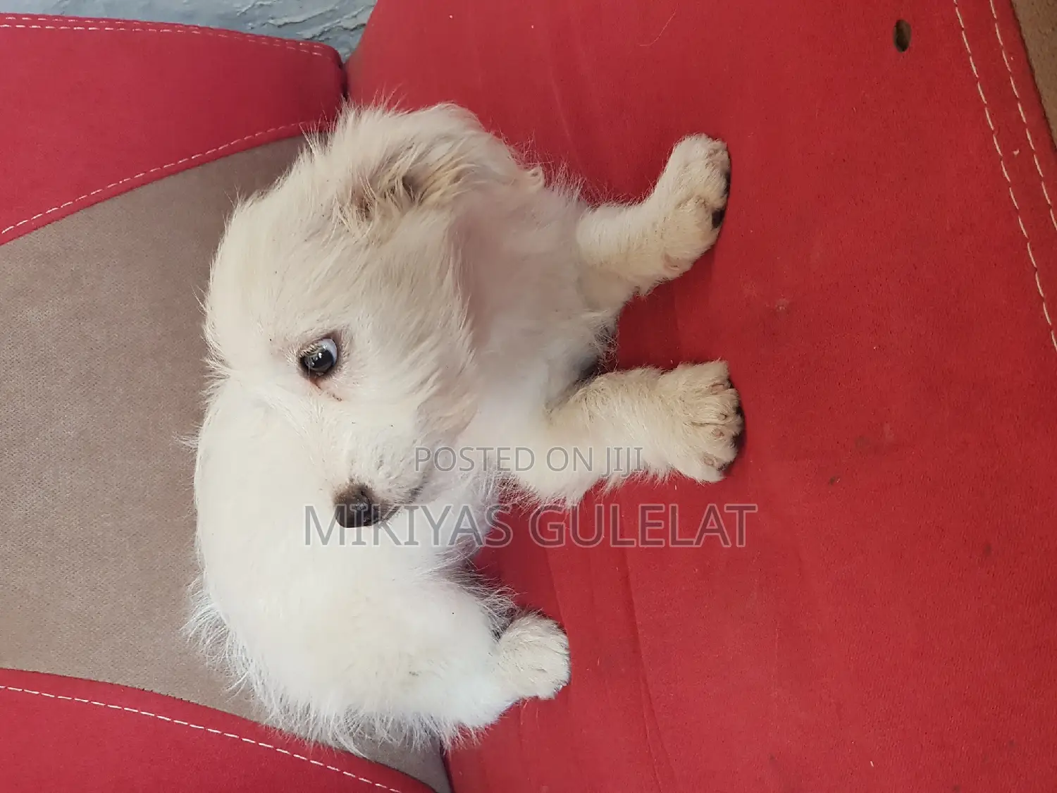 3-6 months Male Purebred Maltese