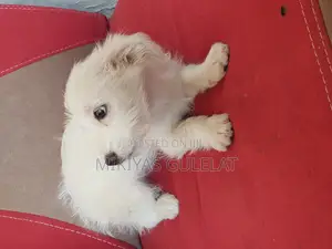 3-6 months Male Purebred Maltese