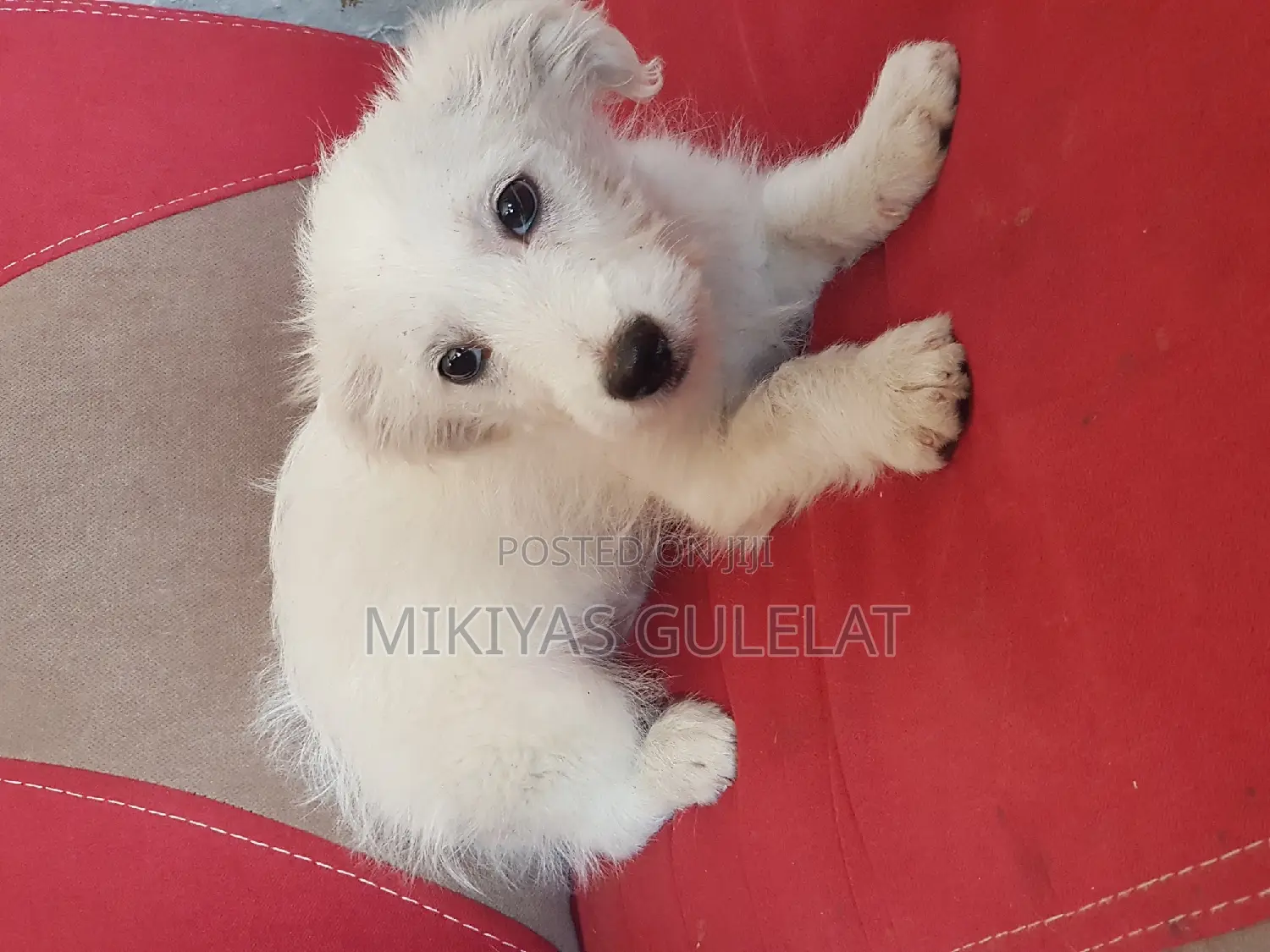 3-6 months Male Purebred Maltese