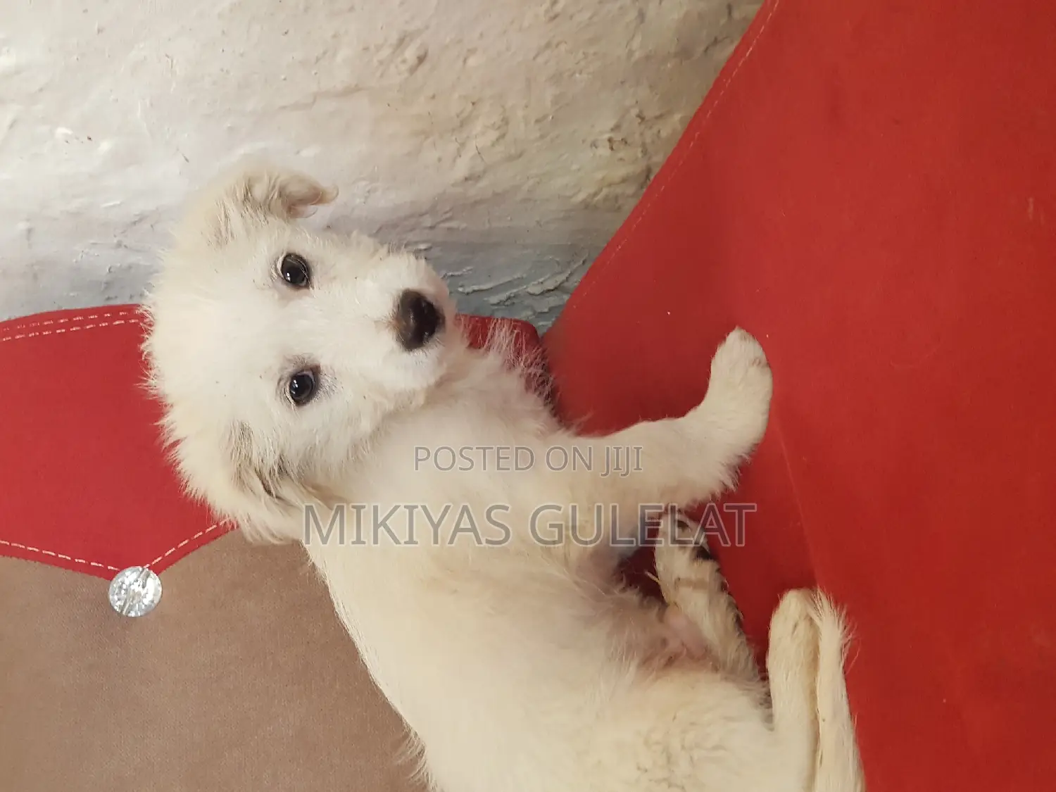 3-6 months Male Purebred Maltese