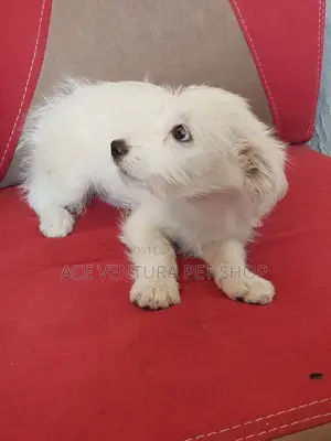 Photo - 1-3 months Male Purebred Maltese