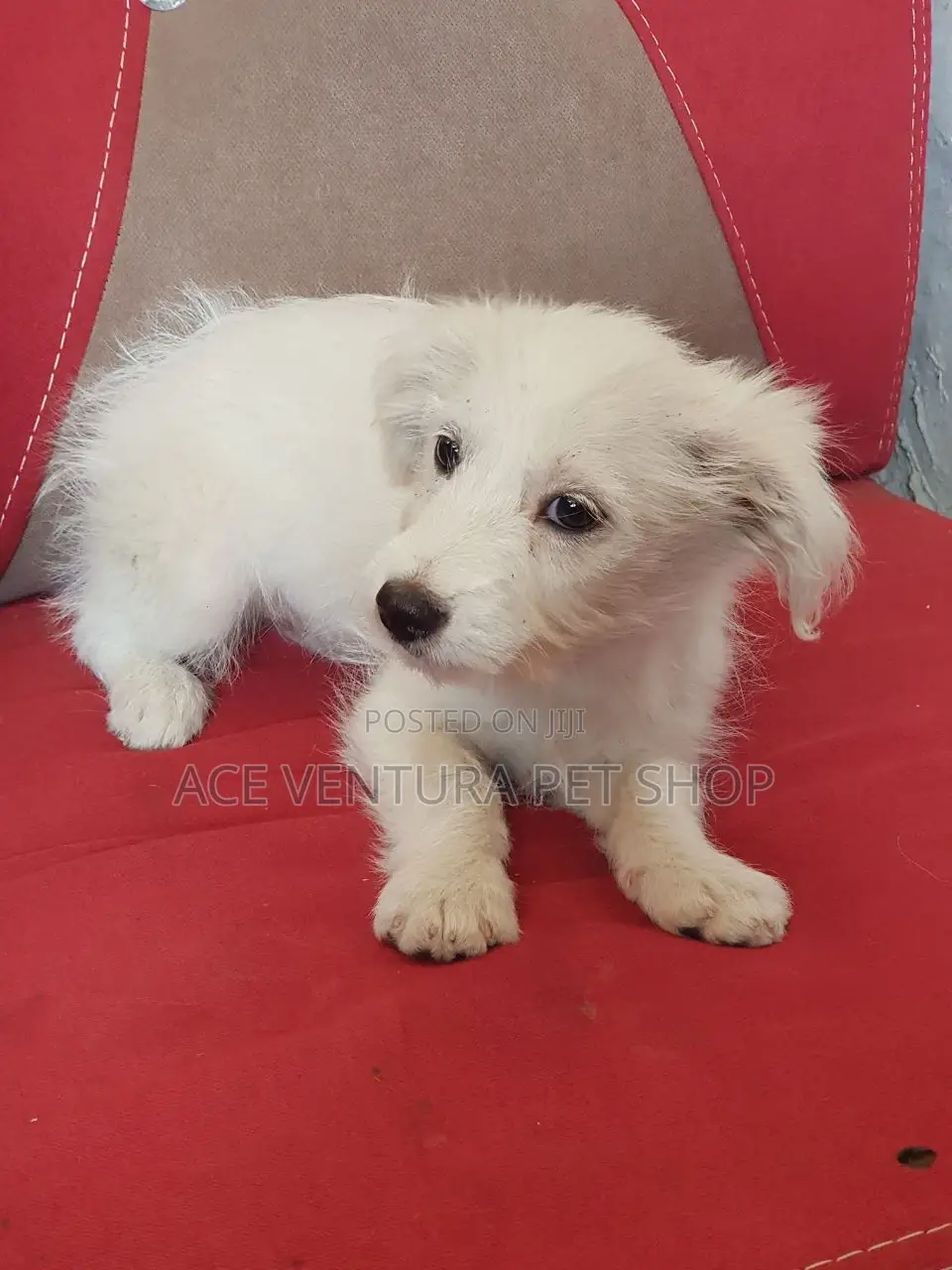 1-3 months Male Purebred Maltese