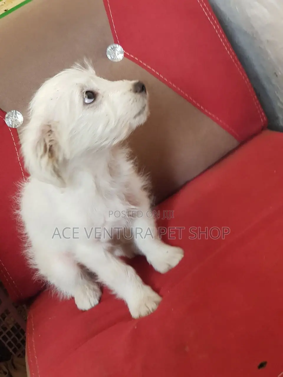 1-3 months Male Purebred Maltese