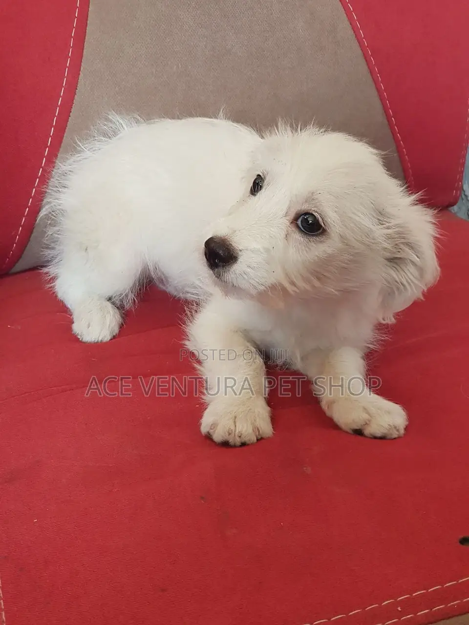 1-3 months Male Purebred Maltese