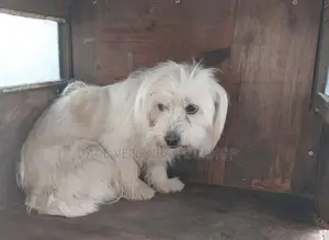 1-3 months Male Purebred Maltese