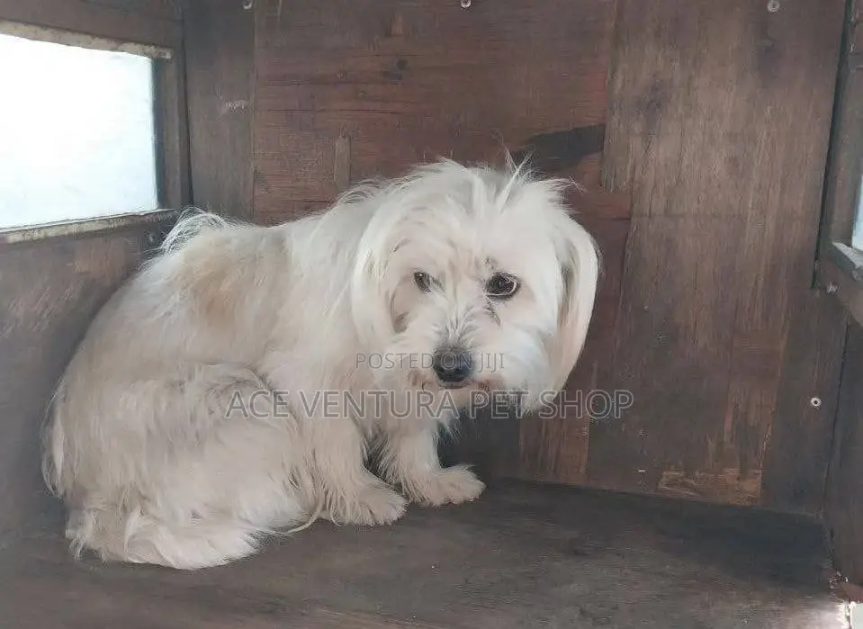 1-3 months Male Purebred Maltese