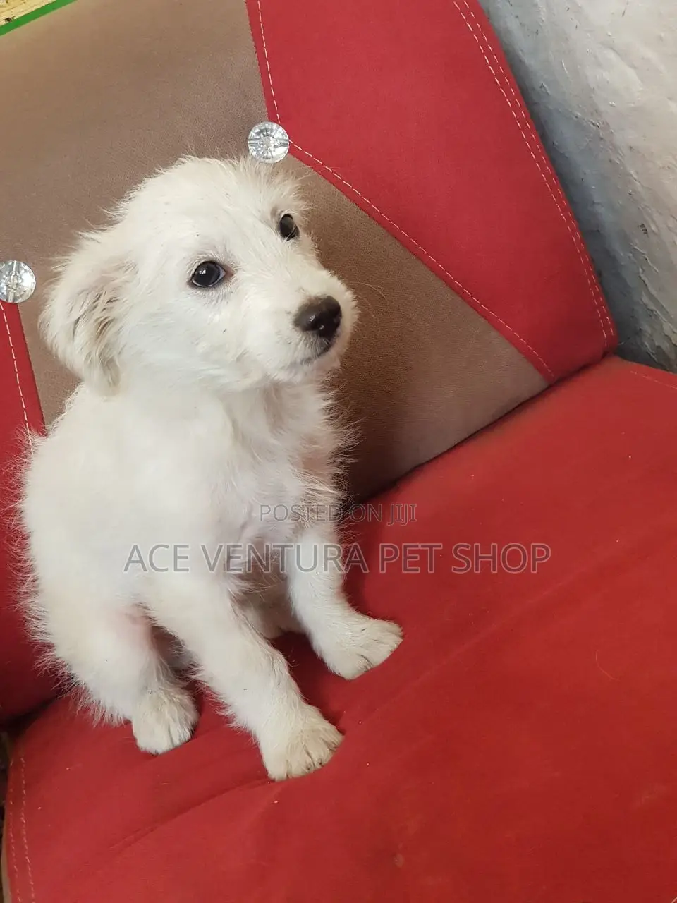 1-3 months Male Purebred Maltese