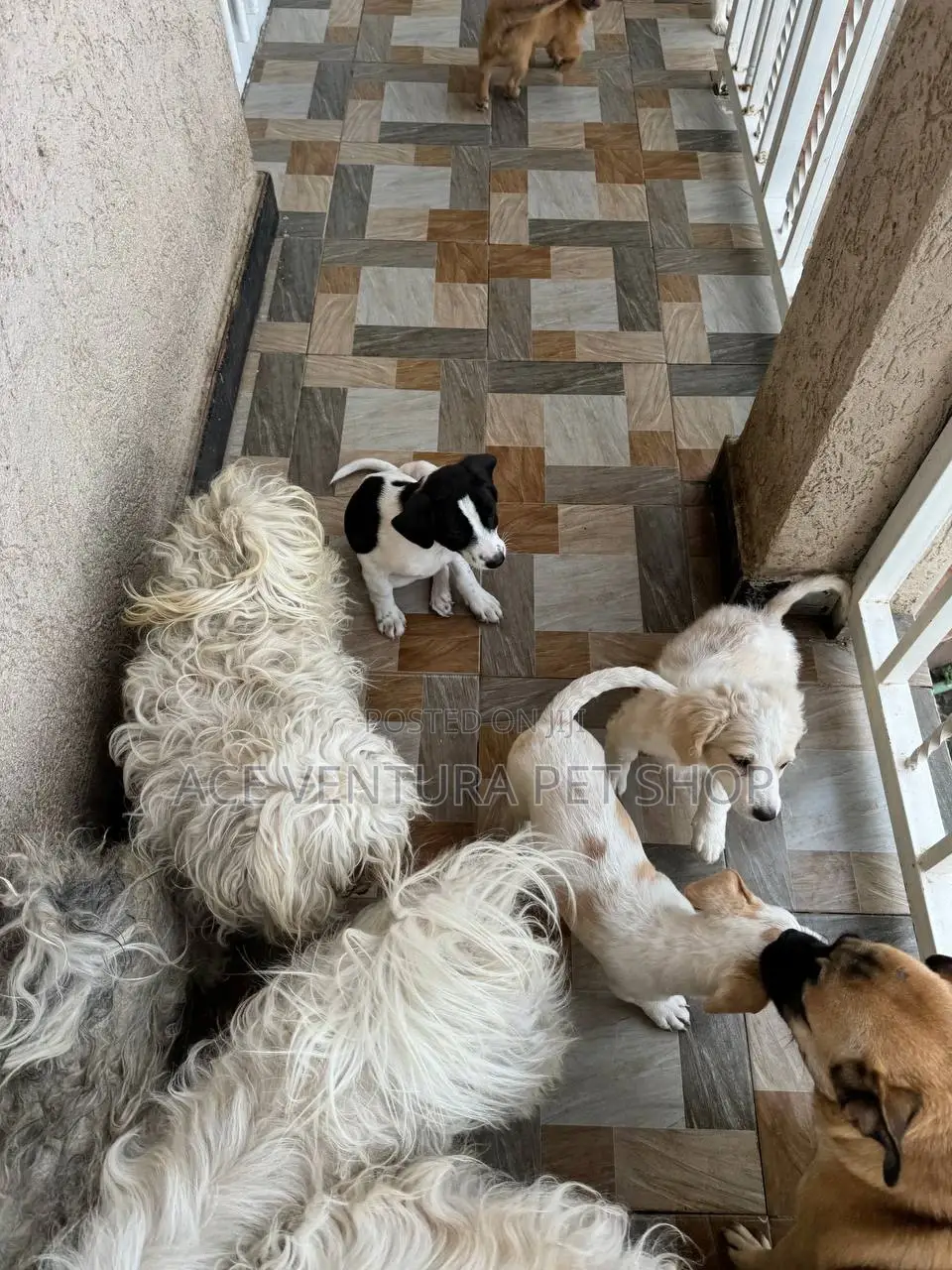 1-3 months Male Purebred Maltese