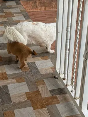 Photo - 1-3 months Male Purebred Maltese