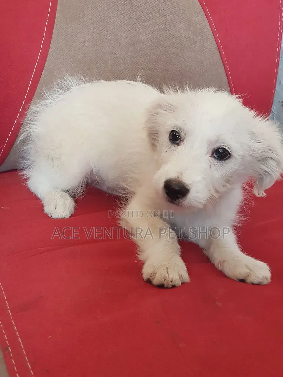 1-3 months Male Purebred Maltese