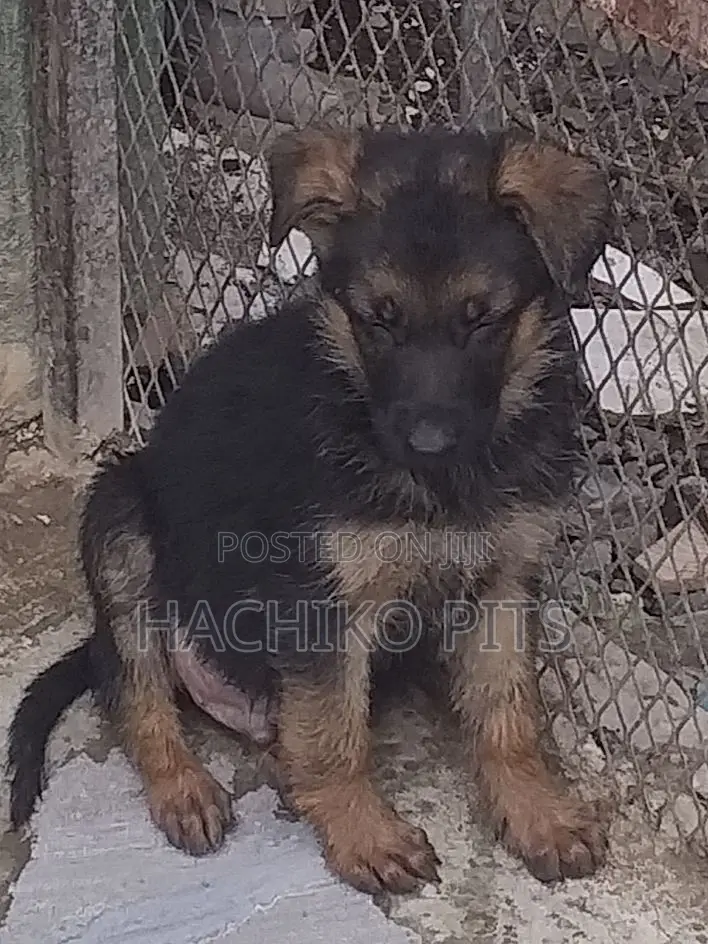 1-3 months Male Purebred German Shepherd