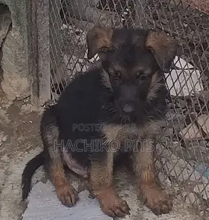 Photo - 1-3 months Male Purebred German Shepherd