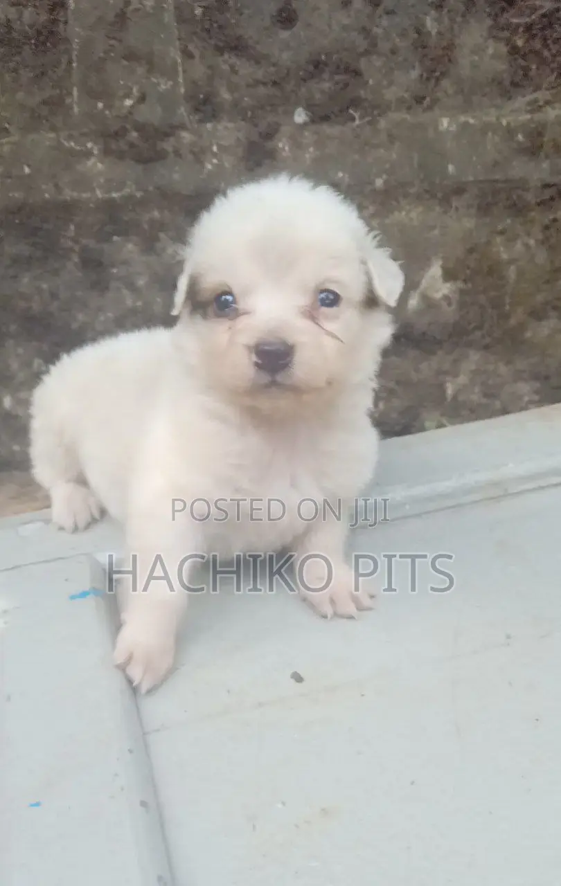 1-3 months Male Purebred Maltese