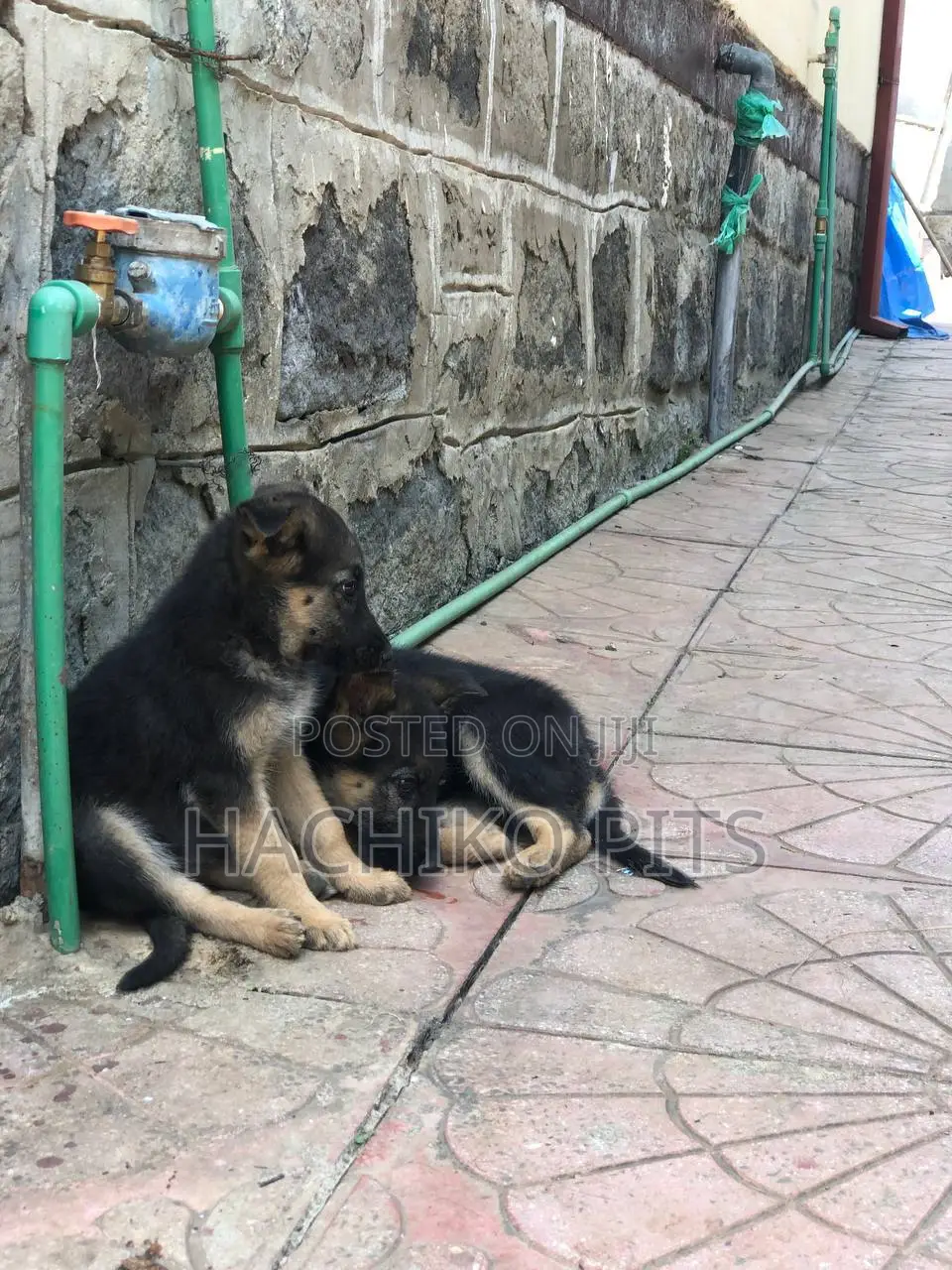 1-3 months Male Purebred German Shepherd