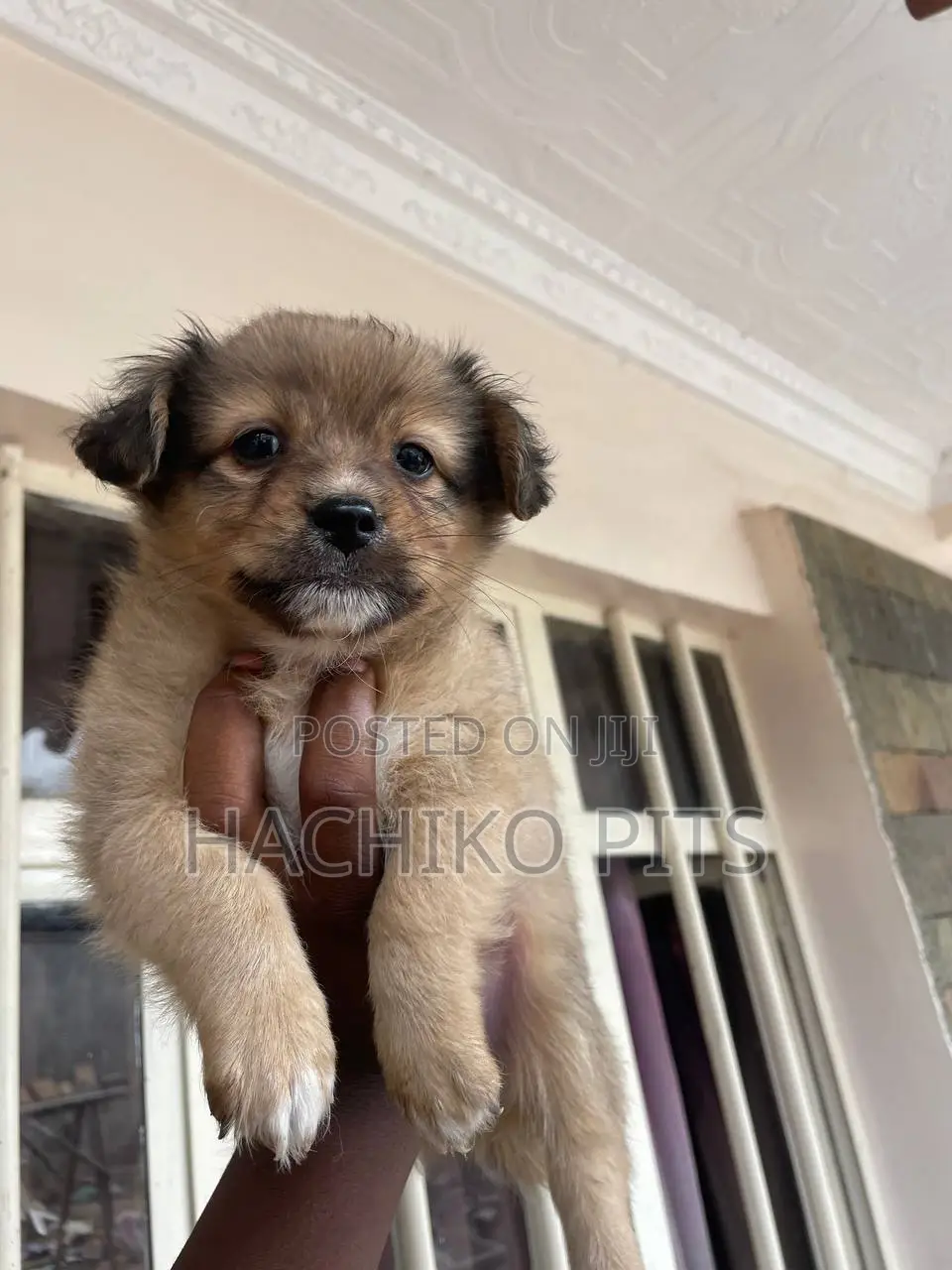 1-3 months Male Mixed Breed Maltese