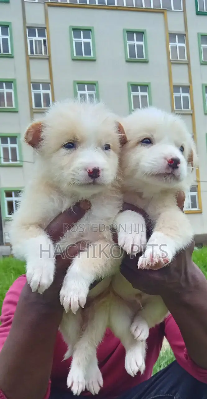 1-3 months Male Purebred Maltese