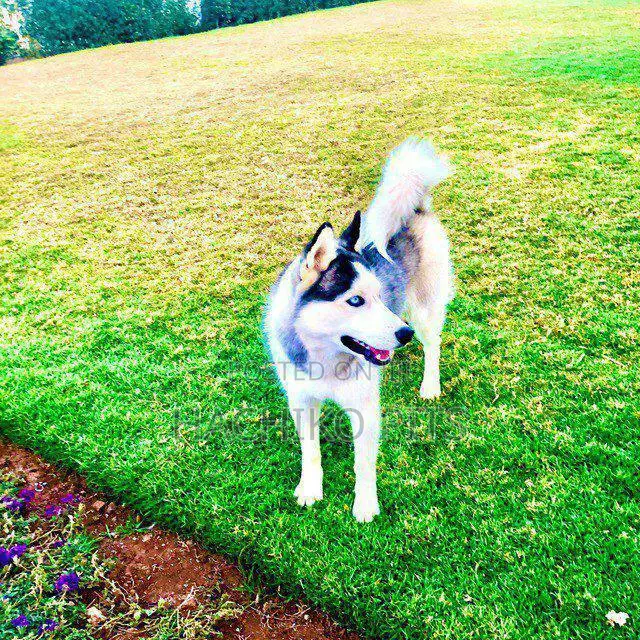 6-12 months Male Purebred Siberian Husky