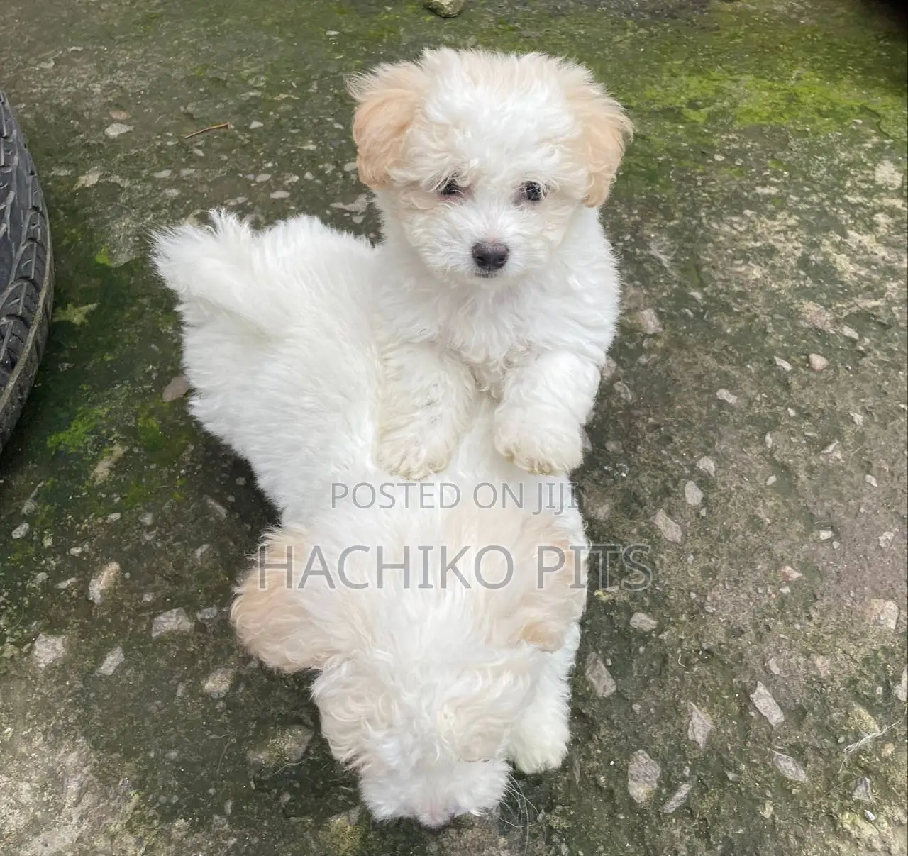 1-3 months Male Purebred Maltese