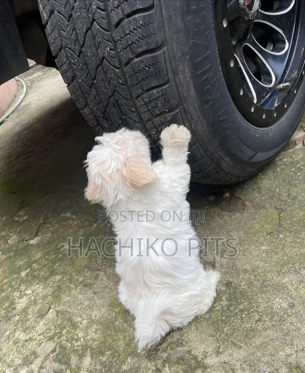 1-3 months Male Purebred Maltese